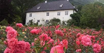 rosehagen